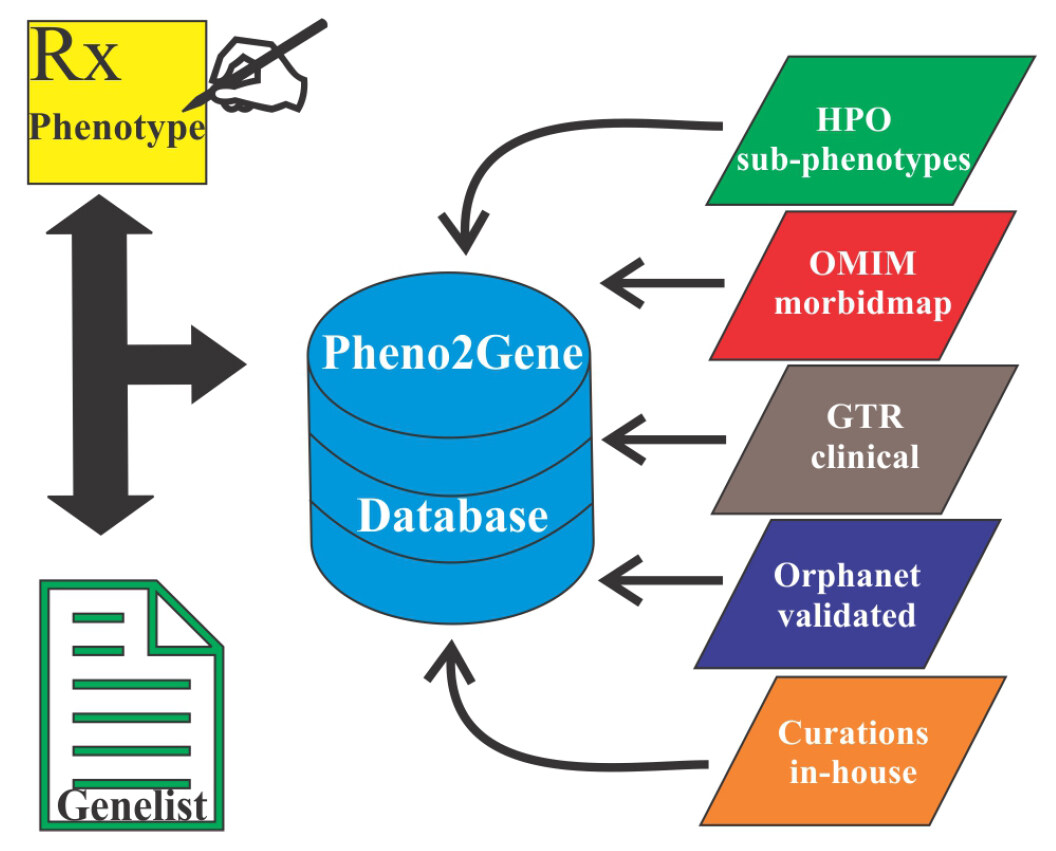 CCEPAS: the creation and validation of a fast and sensitive clinical whole exome analysis pipeline based on gene and variant ranking