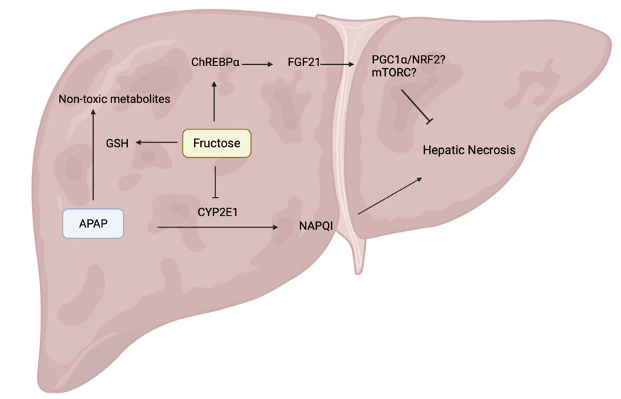 Fructose as a novel nutraceutical for acetaminophen (APAP)-induced hepatotoxicity