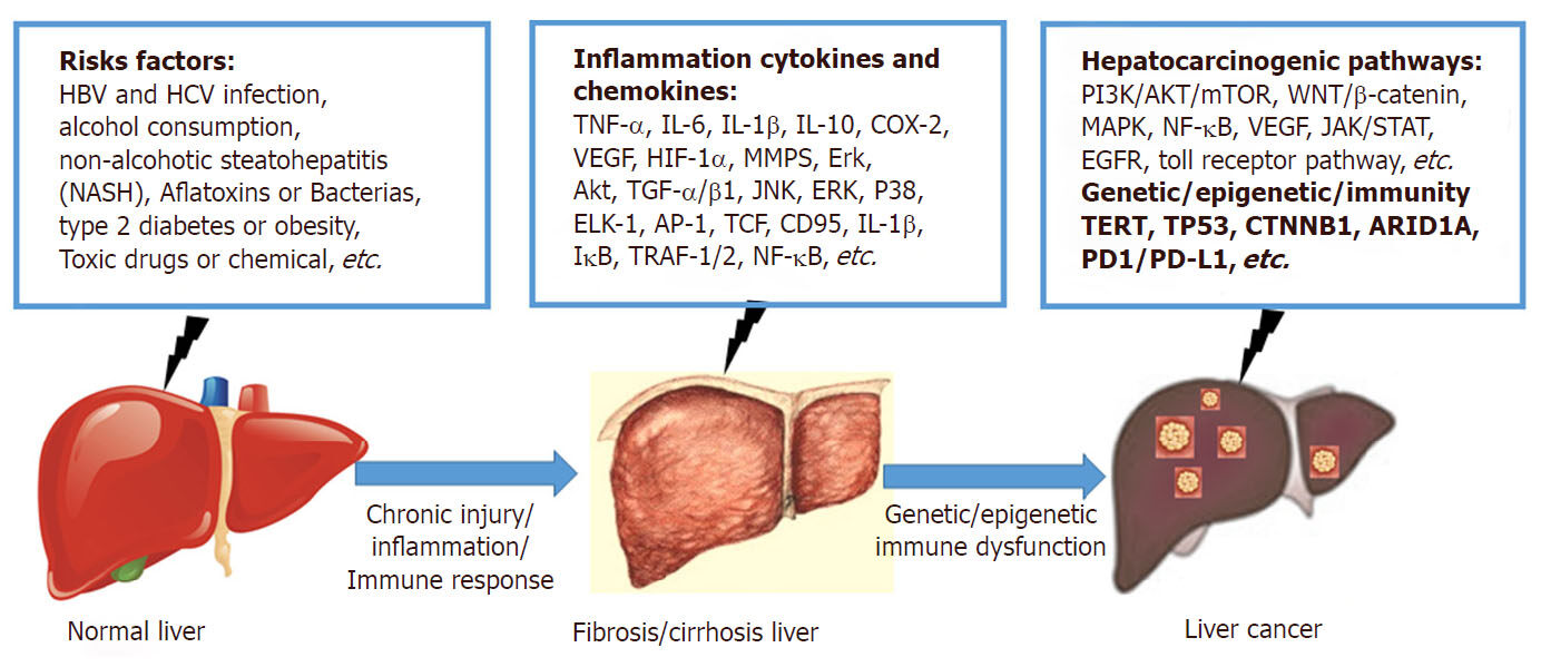 Understanding the inflammation-cancer transformation in the development of primary liver cancer