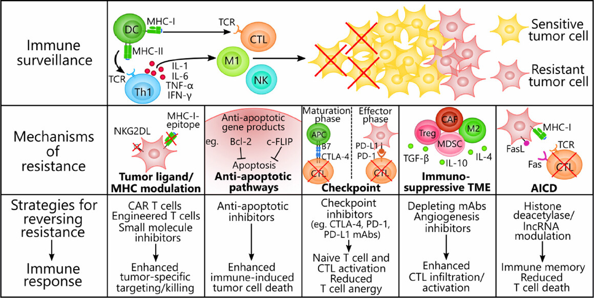 Cell-mediated immune resistance in cancer