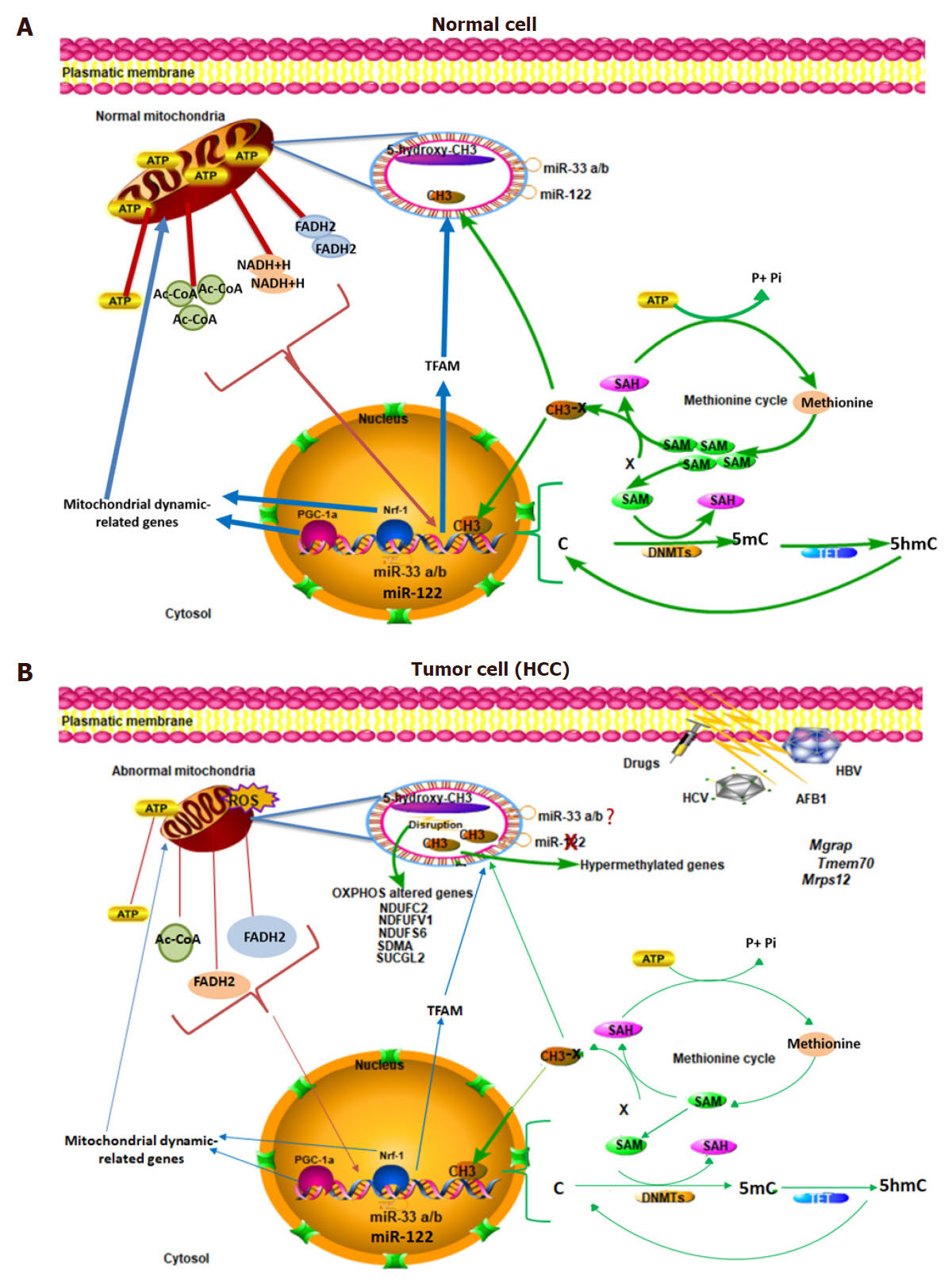 Mitoepigenetics and hepatocellular carcinoma