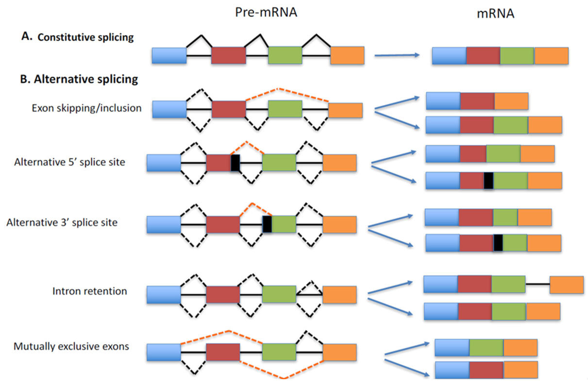 Aberrant pre-mRNA splicing regulation in the development of hepatocellular carcinoma