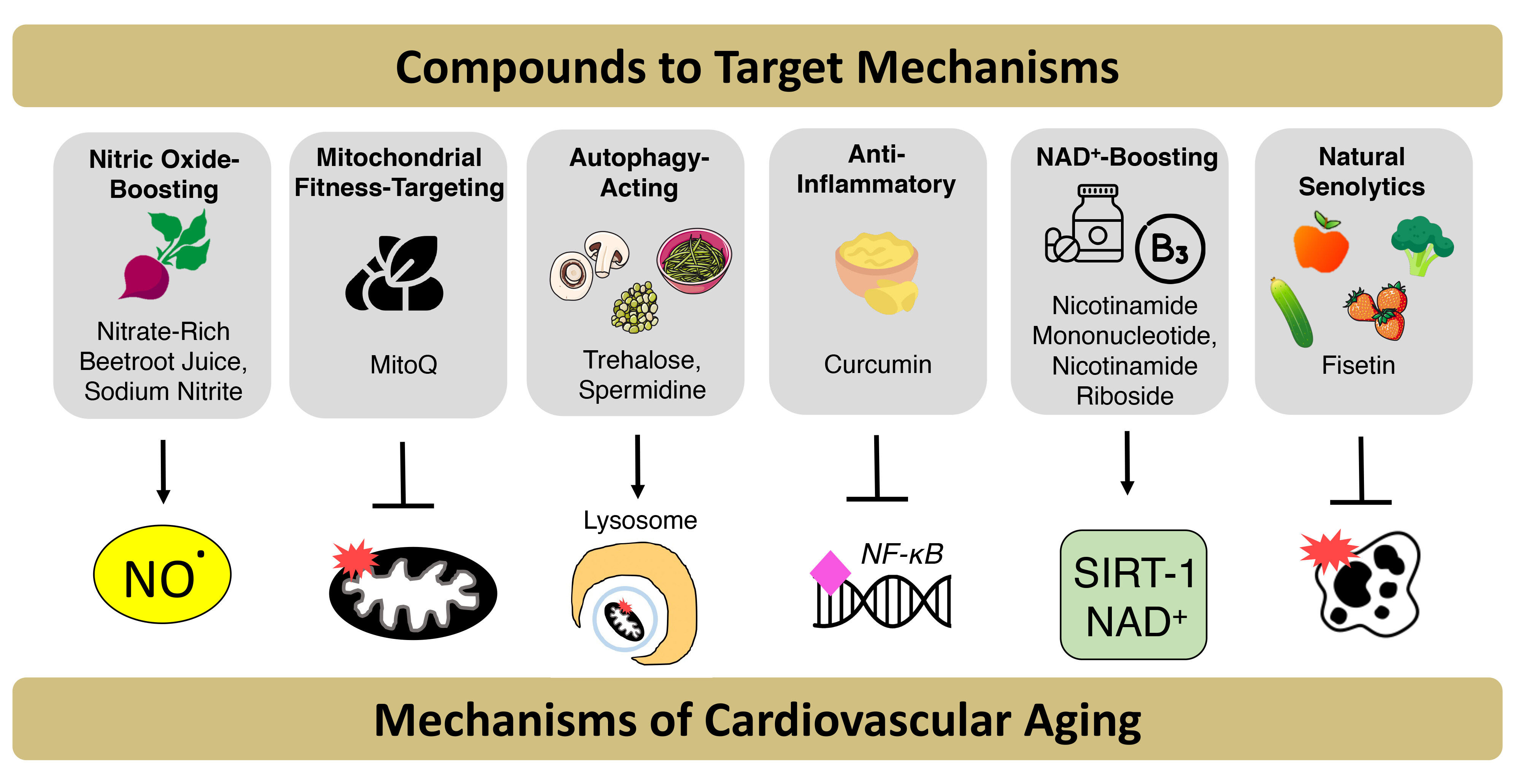 Promoting healthy cardiovascular aging: emerging topics