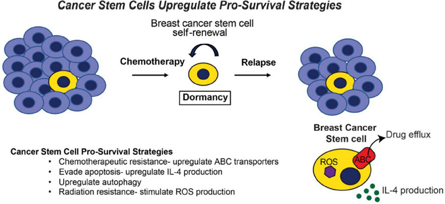 Autophagy in breast cancer metastatic dormancy: tumor suppressing or tumor promoting functions?