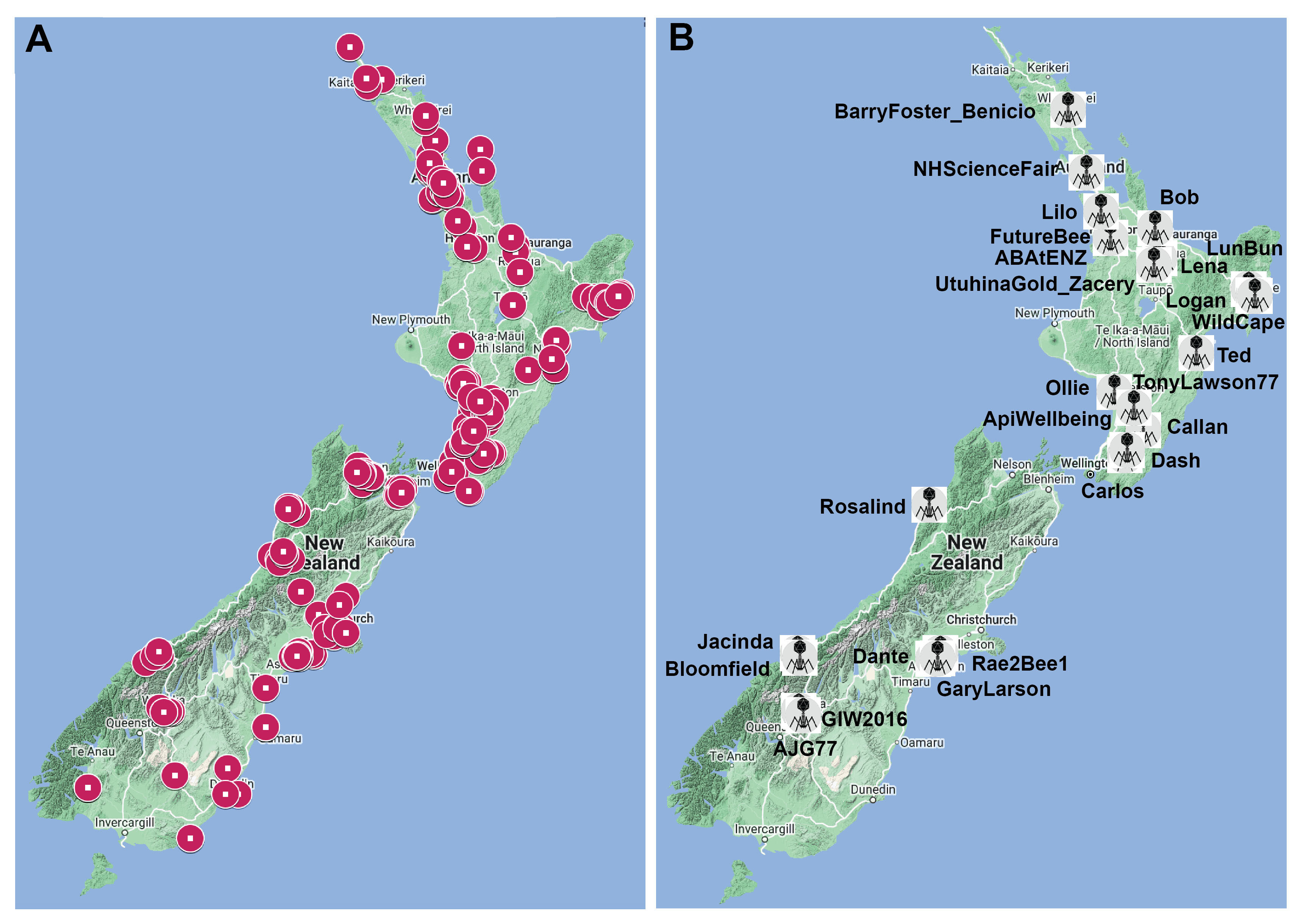 <i>Paenibacillus larvae</i> and their phages; a community science approach to discovery and initial testing of prophylactic phage cocktails against American Foulbrood in New Zealand