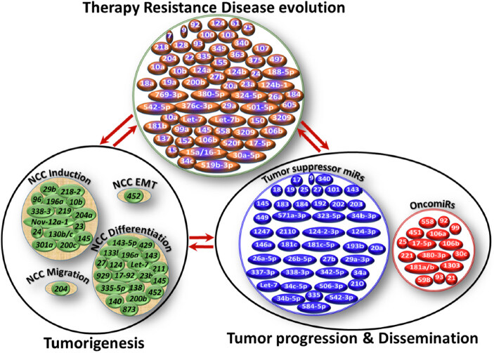 MicroRNAs in neuroblastoma tumorigenesis, therapy resistance, and disease evolution