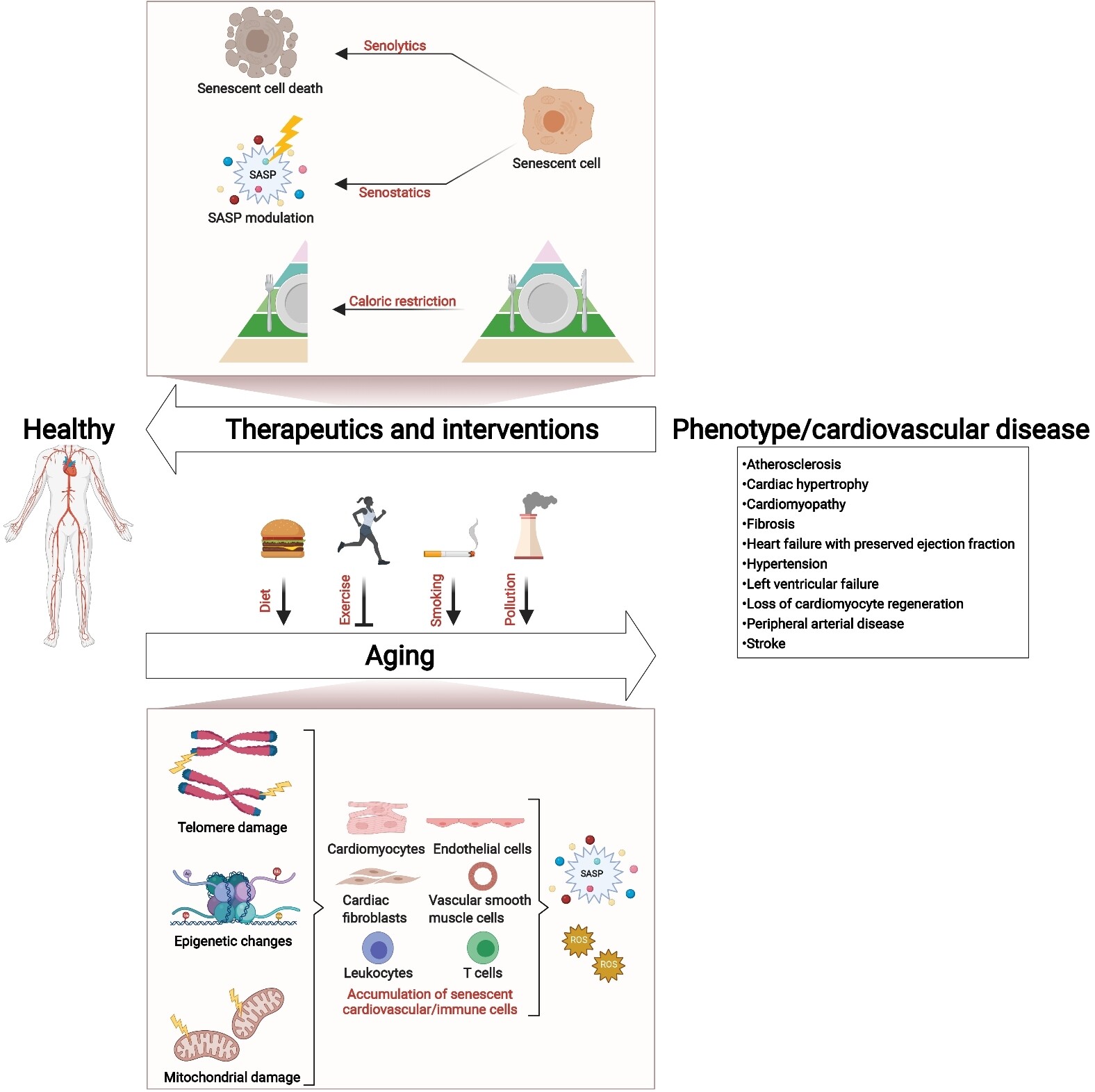 Epigenetic dysregulation in cardiovascular aging and disease