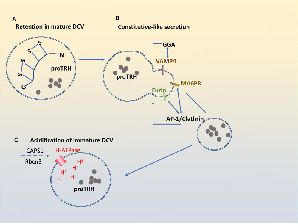 Trafficking of hormones and trophic factors to secretory and extracellular vesicles: a historical perspective and new hypothesis