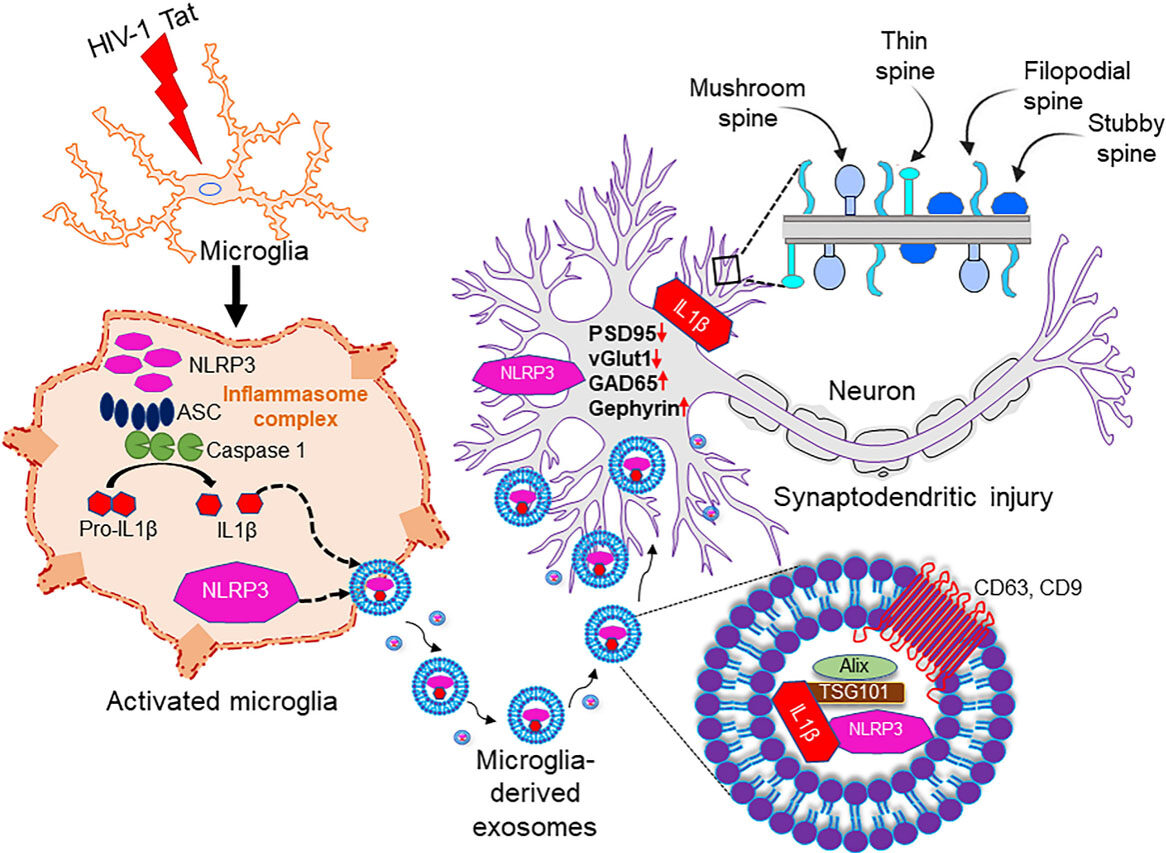 HIV-1 Tat induced microglial EVs leads to neuronal synaptodendritic injury: microglia-neuron cross-talk in NeuroHIV