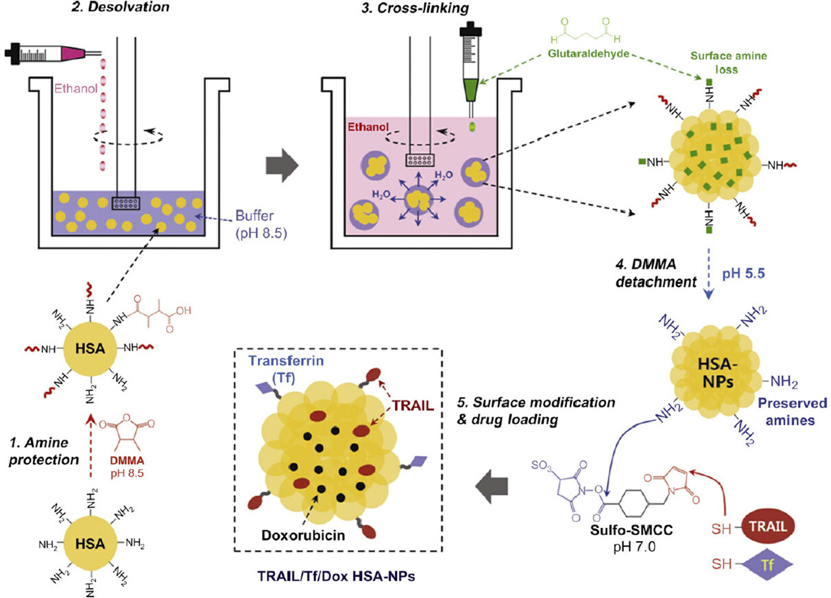 Albumin-based nanoparticles: a promising strategy to overcome cancer drug resistance