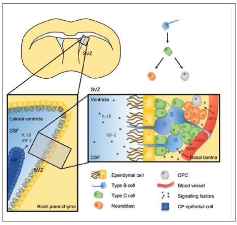 Neuroinflammatory modulators of oligodendrogenesis