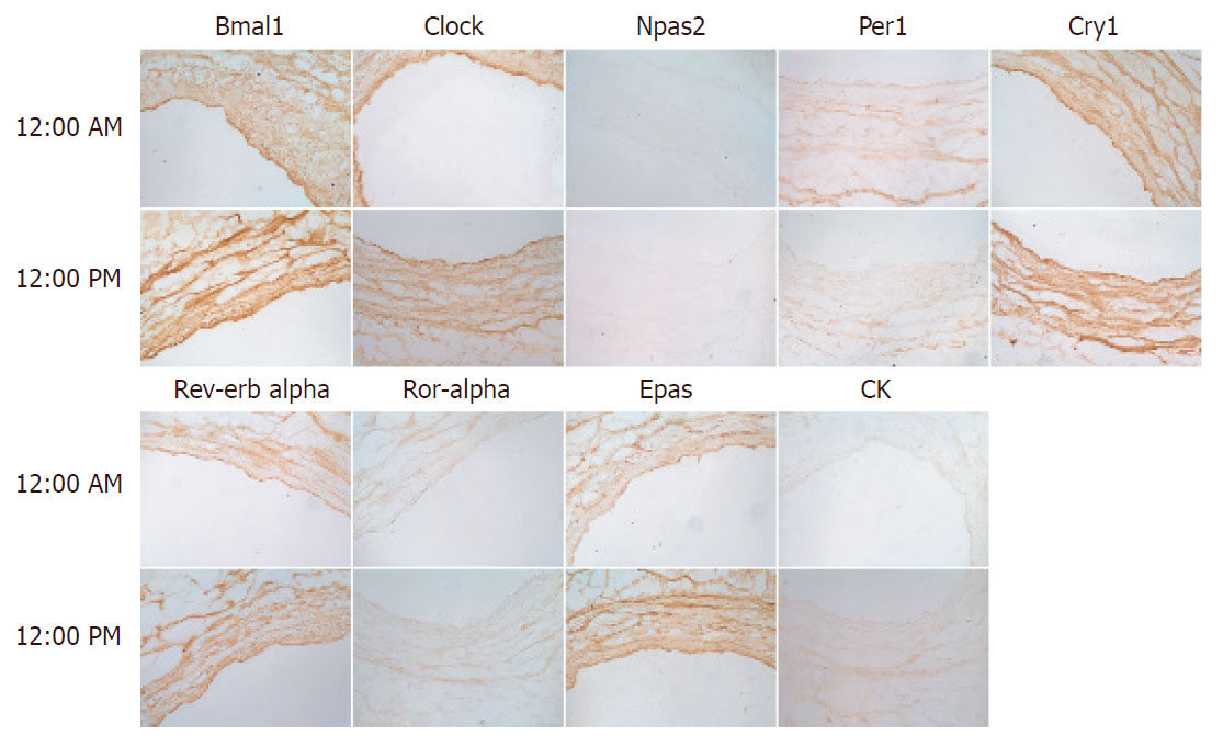 Immunohistochemistry of the circadian clock in mouse and human vascular tissues