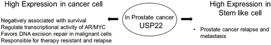 Deubiquitination in prostate cancer progression: role of USP22