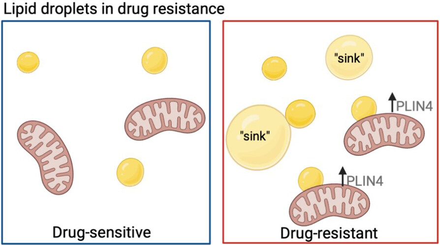 DNA damage and metabolic mechanisms of cancer drug resistance