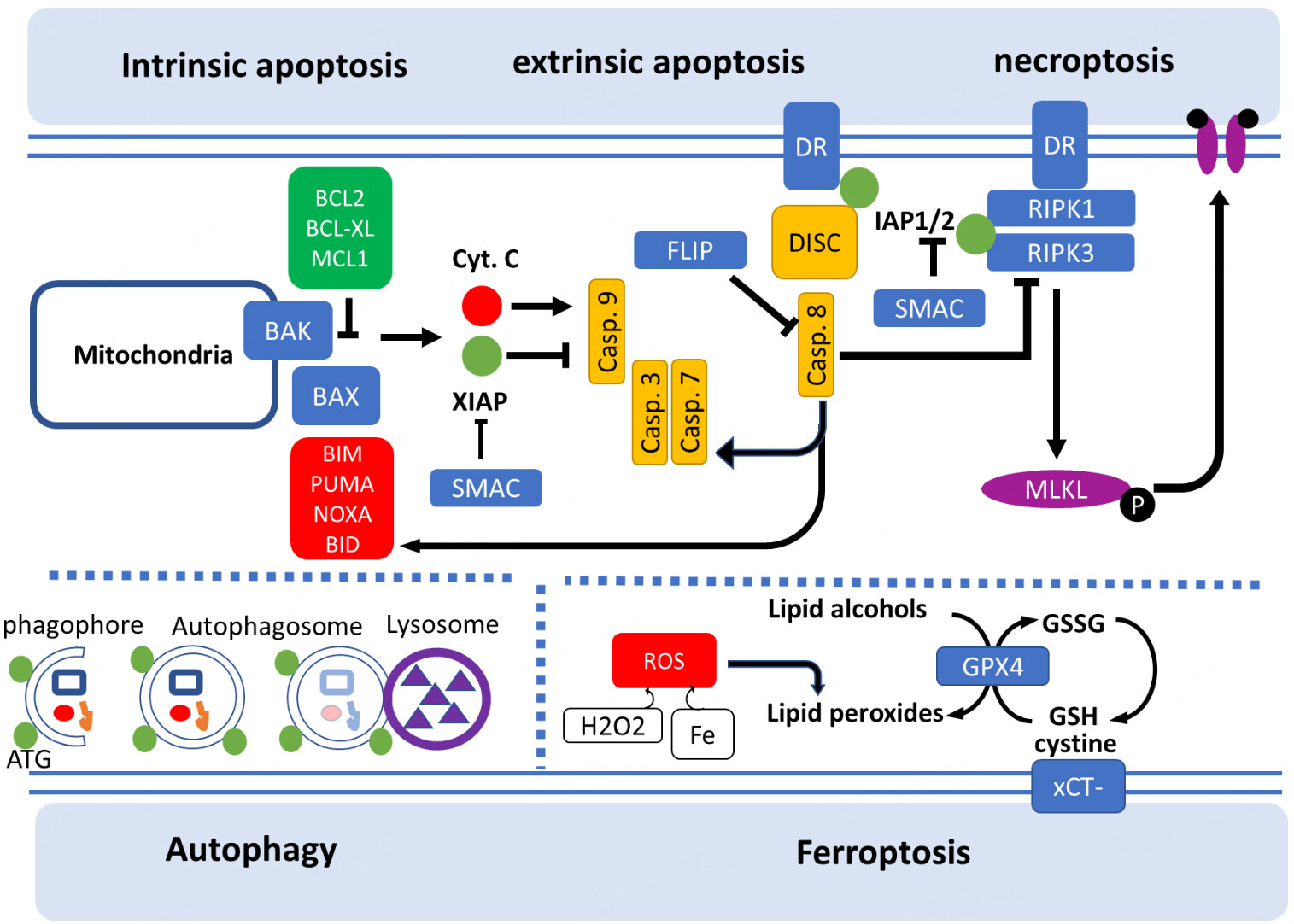 Targeting regulated cell death pathways in acute myeloid leukemia