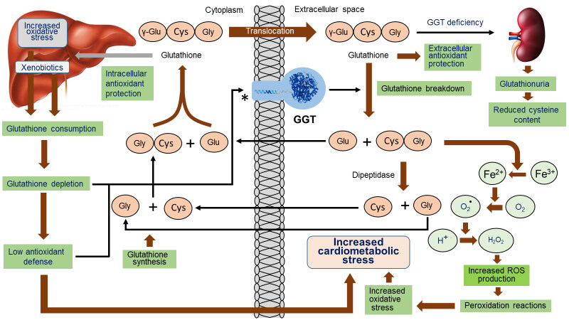 Concise review: gamma-glutamyl transferase - evolution from an indiscriminate liver test to a biomarker of cardiometabolic risk