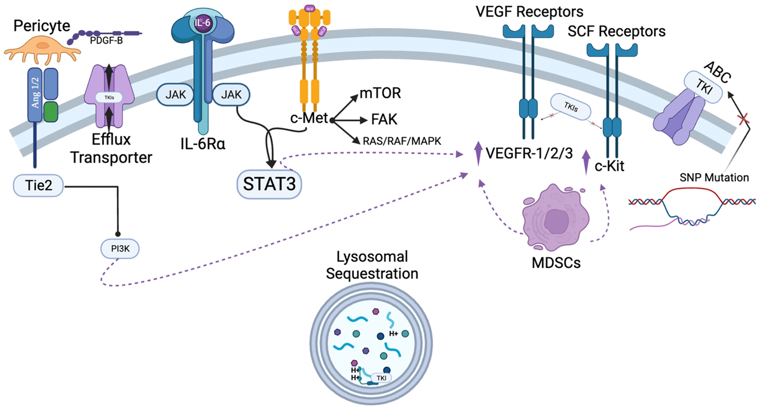 Mechanisms of tyrosine kinase inhibitor resistance in renal cell carcinoma