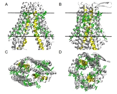 P-glycoprotein (ABCB1) - weak dipolar interactions provide the key to understanding allocrite recognition, binding, and transport